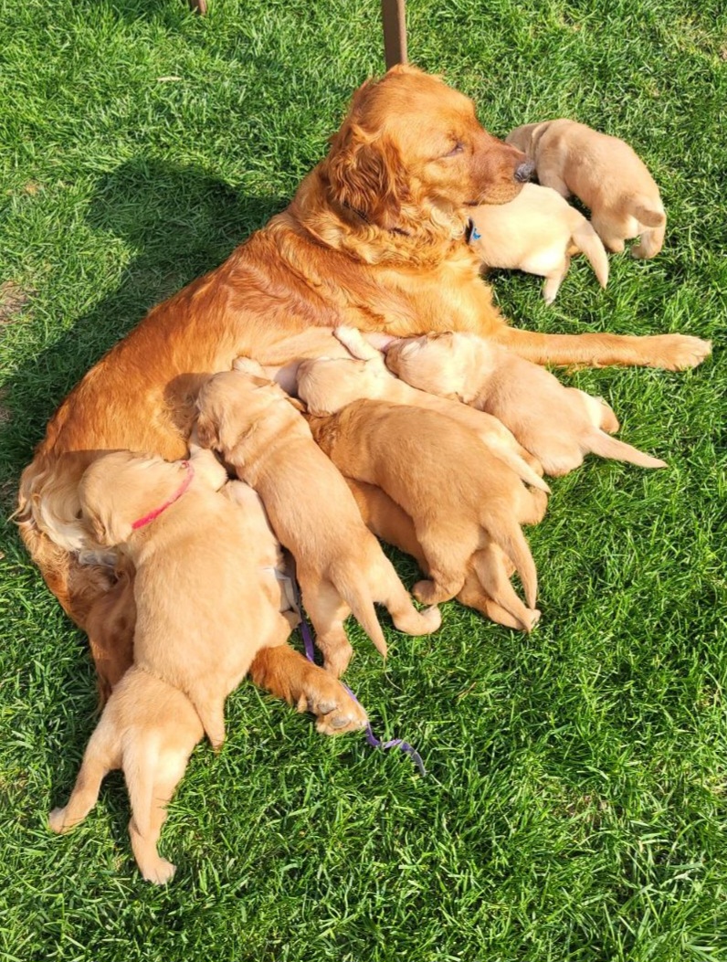 Golden Retrievers from Big Sandy Golden Retrievers