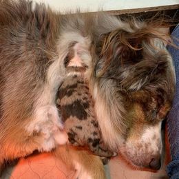 Australian Shepherd Puppies from Lakes Australian Shepherds