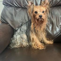 Chaos - Yorkshire Terrier