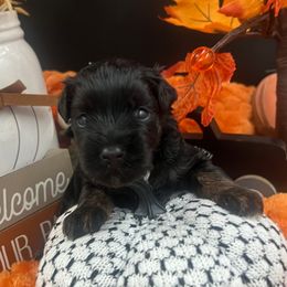 Holly - Black and silver female Miniature Schnauzer puppy in Grayson, Kentucky from Seventh Heaven Schnauzers