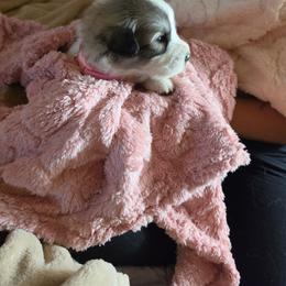 Girls 1 and 2 - White and badger female Great Pyrenees puppy in Yucaipa, California from Rusty Horse Ranch Great Pyrenees