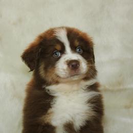 Zoro - Red tri-color male Australian Shepherd puppy in Richmond, Texas from Big Zen Aussies