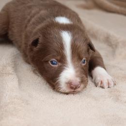 Yellow Collar - Red male Border Collie puppy in Courtland, Alabama from C Bar C Ranch Border Collies