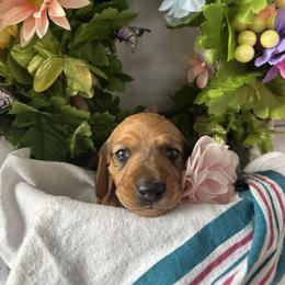 Maple - AKC - Red female Dachshund puppy in Pinellas Park, Florida from Chait Miniature Dachshunds