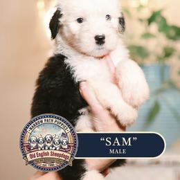 Sam - Gray and white male Old English Sheepdog puppy in Cleveland, Tennessee from Narrow Path Old English & Sheepadoodles