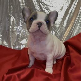 Abbi - Blue female French Bulldog puppy in Pine Township, Pennsylvania from BlueCairo Frenchies