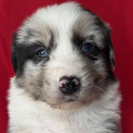 RA5 - Blue merle male Australian Shepherd puppy in Ada, Ohio from Windy Hill Aussies