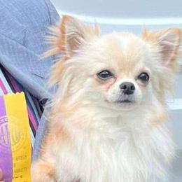 Jax - Chihuahua