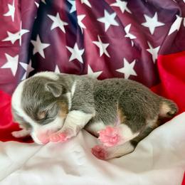 Lincoln-Link - Blue male Pembroke Welsh Corgi puppy in Norman, Oklahoma from Charm Farm Corgis