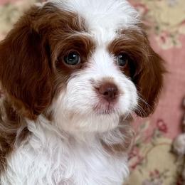 Celeste- Parti girl - Red female Cavapoo puppy in Beckley, West Virginia from By Design Doodles