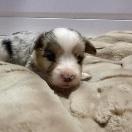 Bear-nard - Blue merle and white male American Corgi puppy in Decatur, Texas from Bar S Corgis
