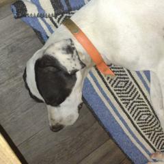 Pointers from Larry Adler's Pointers