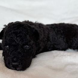 Purple Girl - Black female Pumi puppy in Fife Lake, Michigan from Nixie Kennels