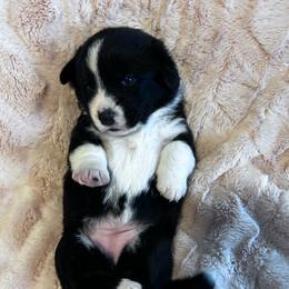 Abilene - Black and white female Cardigan Welsh Corgi puppy in Kerens, West Virginia from Leather & Lace