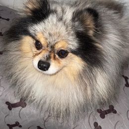 Pomeranian All Grown Up from My heavenly poms