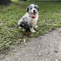Miniature Australian Shepherd Puppies from Peace Creek Aussies