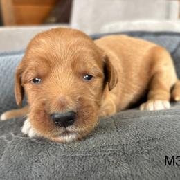 Boy 3 - Apricot male Goldendoodle puppy in Mattawan, Michigan from Doodifuldoods