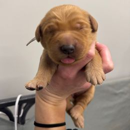 Light purple collar - Dark golden female Golden Retriever puppy in Brockport, New York from Golden View Ranch