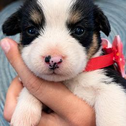 Male 4 - Black tri-color male Assorted Doodle Crosses puppy in Mouth Of Wilson, Virginia from Holly Ridge Aussies, Aussiedoodles & Corgis