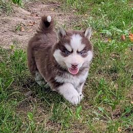 Dark Chocolate - Red and white male Pomsky puppy in Charlotte, Michigan from Moore Pomskies