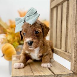 Joan - Red  female Goldendoodle puppy in Queen Creek, Arizona from Goldendoodle AZ