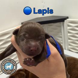 Lapis - Chocolate male Labrador Retriever puppy in Elloree, South Carolina from Moonlight Kennels LLC