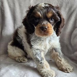 Blue - Tricolor male Shih Tzu puppy in Jenks, Oklahoma from Northstar Shih Tzu