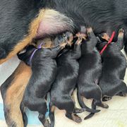 Beauceron Puppies from Shepherd's Heart Beaucerons