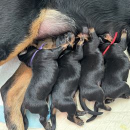 Beauceron Puppies from Shepherd's Heart Beaucerons