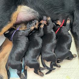 Beauceron Puppies from Shepherd's Heart Beaucerons