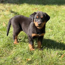 Balthazar Von Zirbes Hundehutte - Black and tan male Beauceron puppy in Excelsior, Minnesota from Von Zirbes Hundehutte