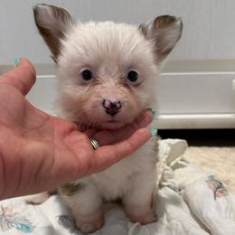 Fairy - Sable female Pembroke Welsh Corgi puppy in Decatur, Texas from Bar S Corgis
