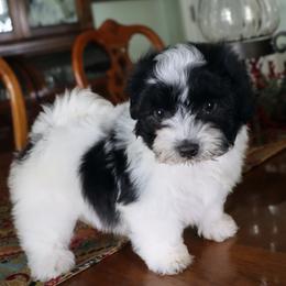 Everglade - Black and white male Havanese puppy in Hamptonville, North Carolina from Alabama Havanese Kennel Tidewater Kennel