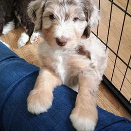 Valor - Merle male Bernedoodle puppy in Marion County, Ohio from Hatten Homestead Kennels
