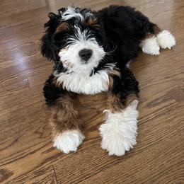 Bernedoodle, Bernese Mountain Dog, and Poodle Puppies from NJ Bernedoodles