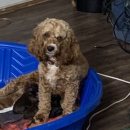 Cockapoos and Poodles from Luluslovelys.com
