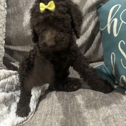 Blue - Chocolate female Goldendoodle puppy in Arlington, Texas from Chambers Doodle Patch