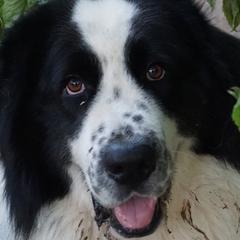 Booz Allen - Karakachan