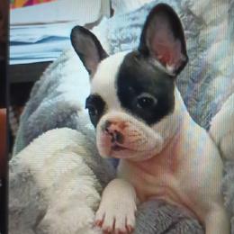 Boy 1 - White and brindle French Bulldog puppy in Colorado from Imperial Frenchies of Colorado