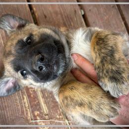Grey - Brindle female Anatolian Shepherd Dog puppy in Clark, Wyoming from Fyne Acres