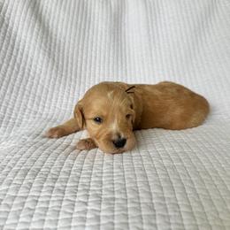Pretzel - Apricot female Goldendoodle puppy in Montgomery, Texas from Dacus Doodles