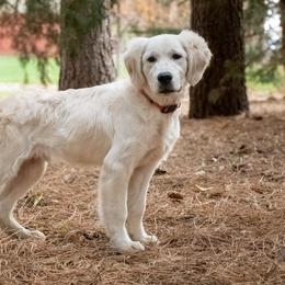 Ross - Golden Retriever