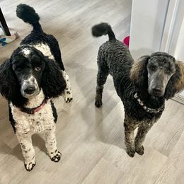 Poodles from Polk County Standard Poodles