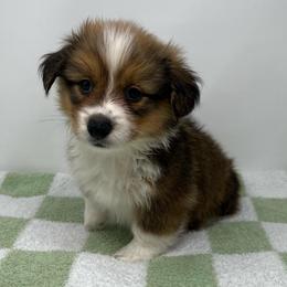 Artemis (fluffy) - Sable and white male American Corgi puppy in Waco, Texas from The Comma Corgis