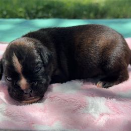 Freya - Brindle female Boxer puppy in Briggs, Texas from Dark Horse Boxers