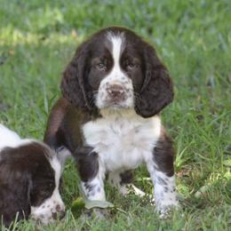 Bear - Liver and white male English Springer Spaniel puppy in Central, South Carolina from SarMel