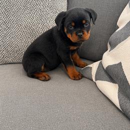 Mirka - Black and mahogany female Rottweiler puppy in Parker, Colorado from Denver Rotties