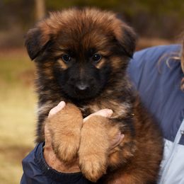 Boy 6 - German Shepherd puppy from Euro Deja
