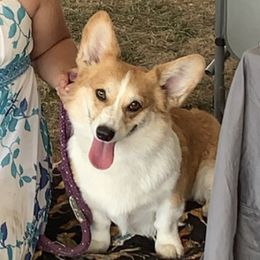 Pembroke Welsh Corgis from Susanne Haug's Pembroke Welsh Corgis