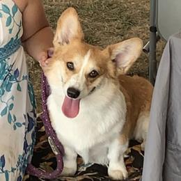 Pembroke Welsh Corgis from Susanne Haug's Pembroke Welsh Corgis